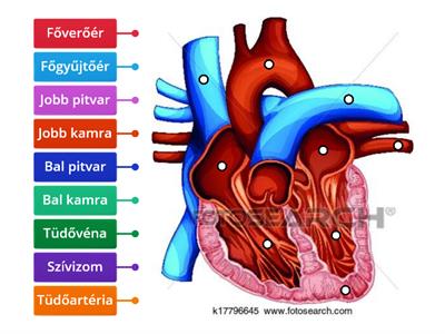 Biológia: a szív felépítése 
