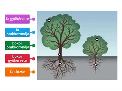Fa és cserje részei 