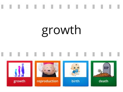 Stages of life cycle of living beings