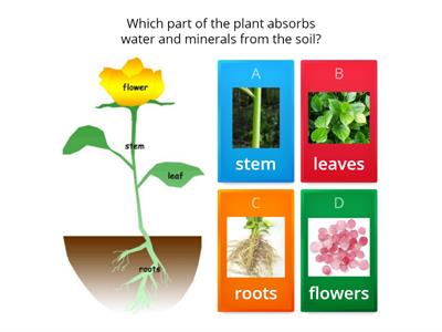 Parts of a plant and their functions 
