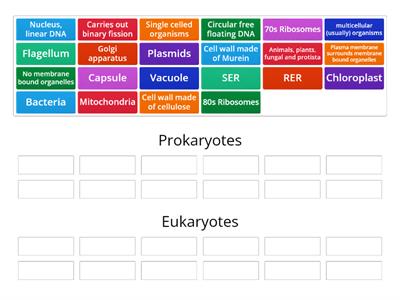 Prokaryote and eukaryote differences