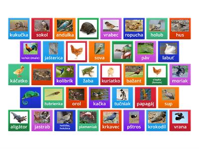Animals - Birds, reptiles, amphibians