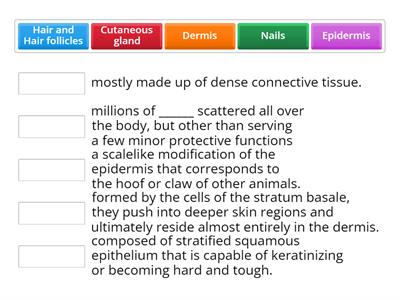 Integumentary system