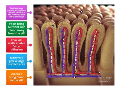 N5 Bio Structure and function of villi