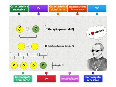 PRIMEIRA LEI DE MENDEL