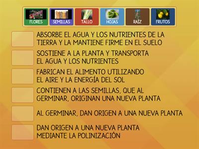 PARTES DE LAS PLANTAS Y SUS FUNCIONES