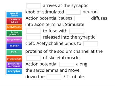  Describe the events that occur when a resting skeletal muscle is stimulated by a motor neuron (Part 2).