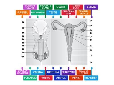 LC Biology - Reproductive Systems