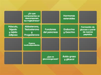 Sistema Endocrino 