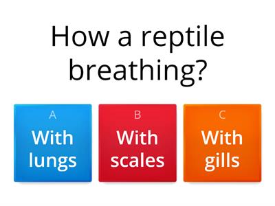 Reptiles Quiz