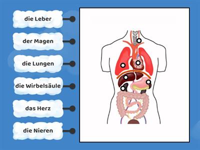 Der menschliche Korper - die inneren Organe