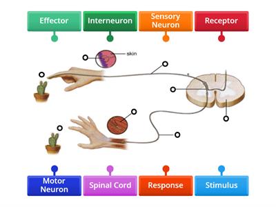 Reflex Arc Diagram