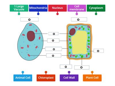 Plant & Animal Cell Label 
