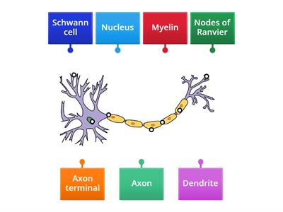 VNSA3-2.5 Label the neuron