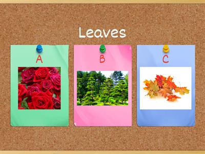 Autumn Leaves/Action Words Quiz