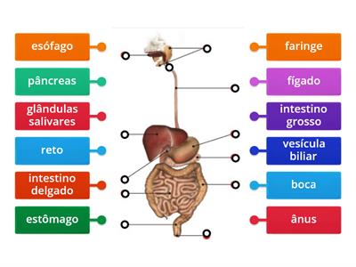 Morfologia do Sistema digestivo humano