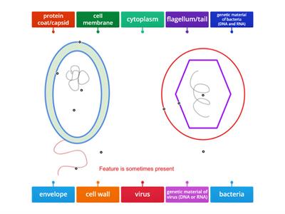 Virus and Bacteria Diagrams