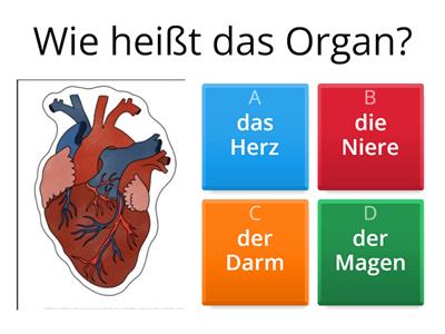 Benenne das Organ: der Mensch