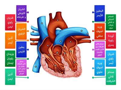 صحة من القلب-لصف العاشر-أجزاء  القلب