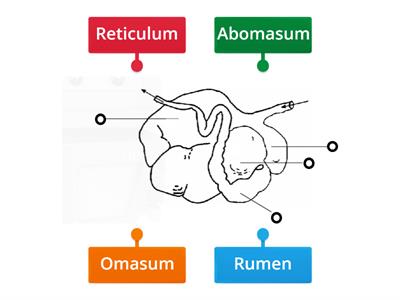 Ruminant stomach