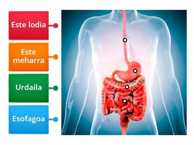 Digestio aparatua