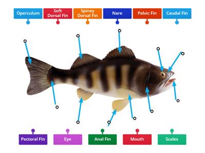 Fish Anatomy Review