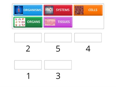y5-science-u1-LEVELS OF ORGANIZATION