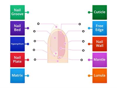  Nail diagram