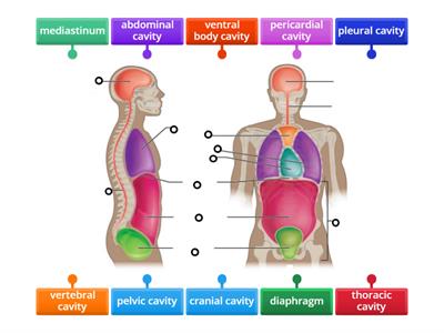 Identify the body cavities 