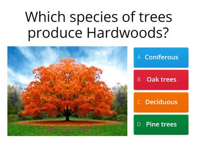 Timber Facts Quiz