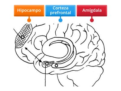 Partes del cerebro que son afectadas por la depresión