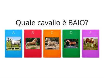 Equitazione