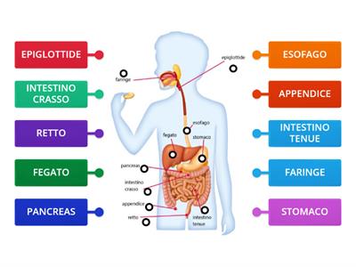  SCIENZE: L'APPARATO DIGERENTE- SOVRASCRIVI LE PARTI