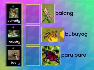 ANIMALS IN THE AIR FOR INSECT TYPES