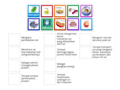 ORGANEL SEL PADA HEWAN DAN TUMBUHAN