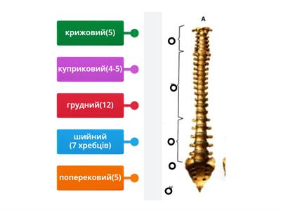 Відділи хребта людини