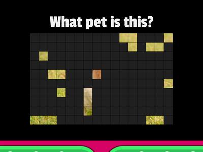 Pets Guessing Game