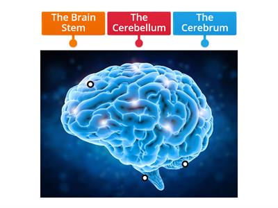 Nervous System - Brain