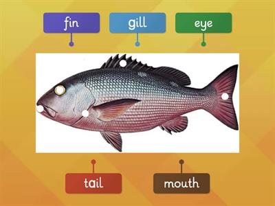 Body Parts of Fish