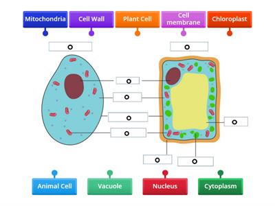 Y7 1.2 Label Plant and Animal Cell 