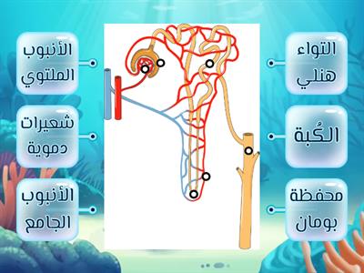 تركيب الوحدة الكلوية )النيفرون(