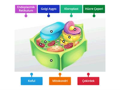 Bitki Hücresinin Kısımları 7. Sınıf