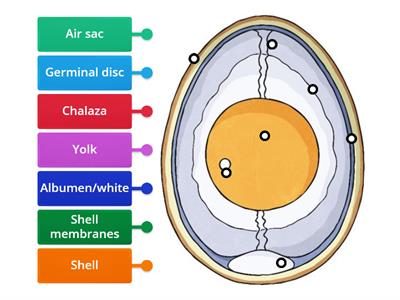 Parts of an Egg