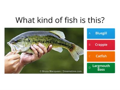 HS/TR Fishing Quiz