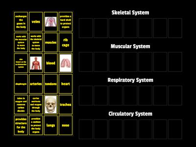 Human Body Systems Overview