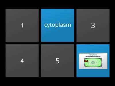 plant cell organelles