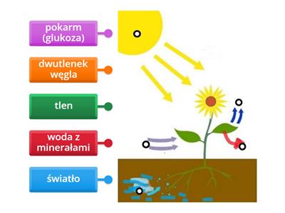  Fotosynteza kl. 4