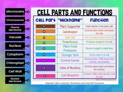 Cell Organelle Table