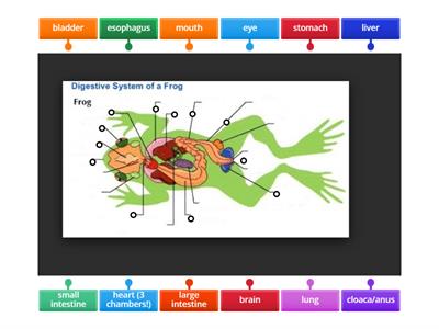 frog diagram