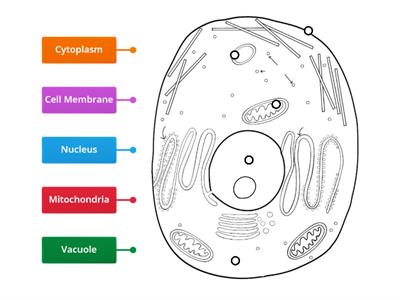  Animal Cell Diagram Labeling